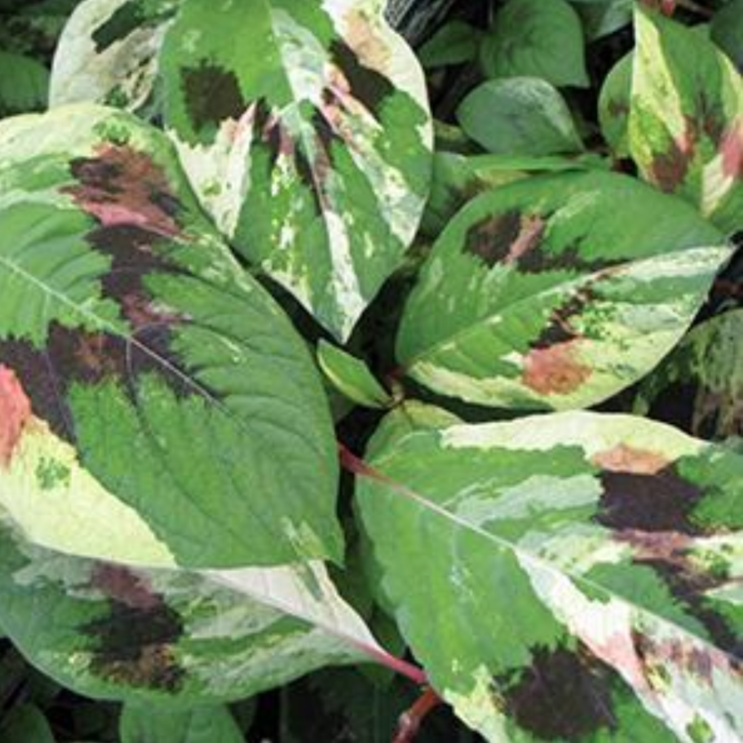Persicaria filiformis 'Painter's Palette'