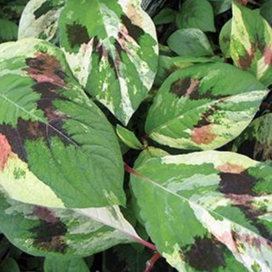 Persicaria filiformis 'Painter's Palette'