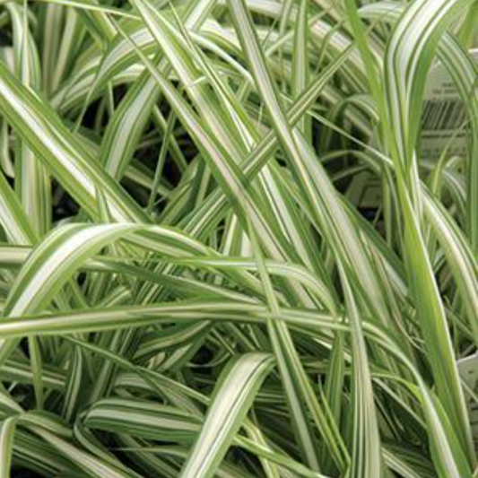 Phalaris 'Strawberries & Cream' Grass