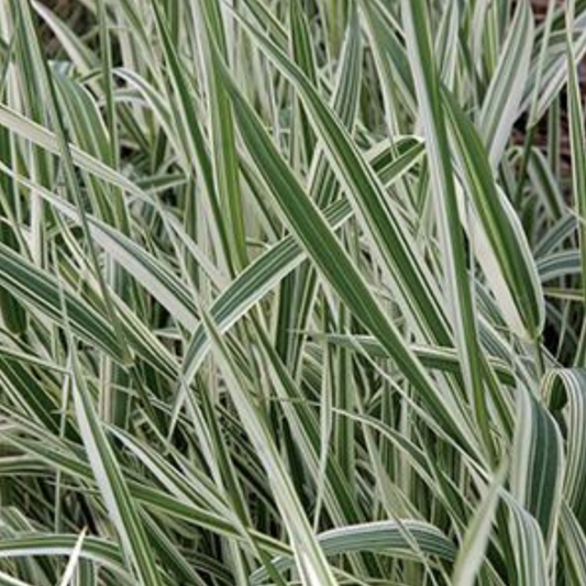 Phalaris 'Variegated Ribbon' Grass
