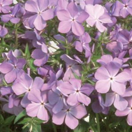 Phlox divaricata 'Blue Moon'
