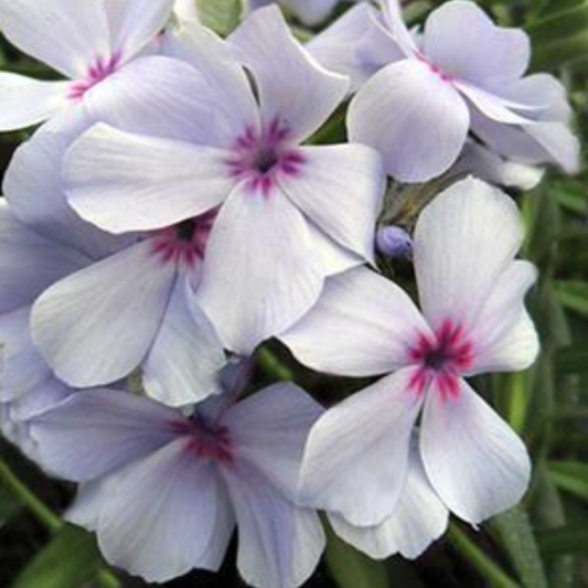 Phlox divaricata 'Chattahoochee'