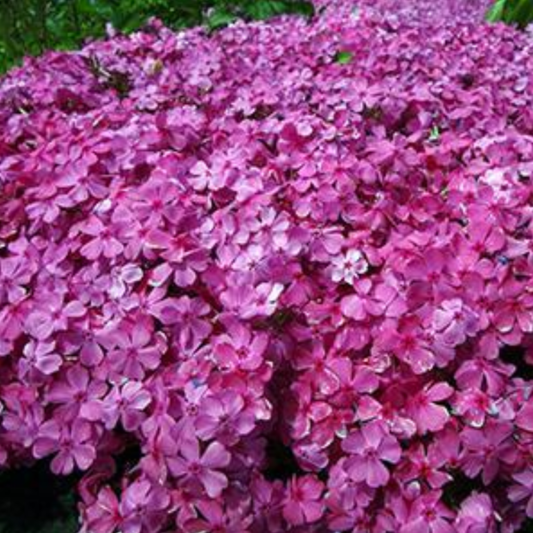 Phlox subulata 'Drummon's Pink'