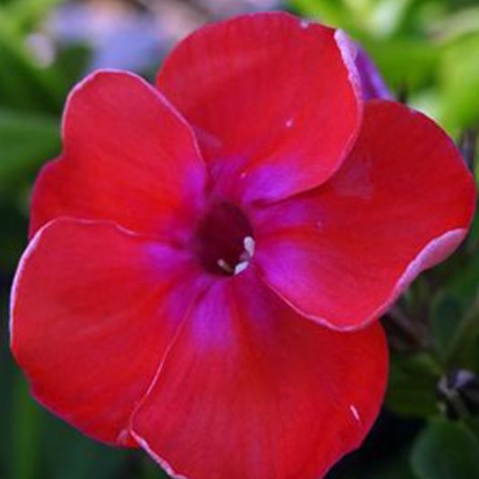 Phlox paniculata 'Flame Coral'