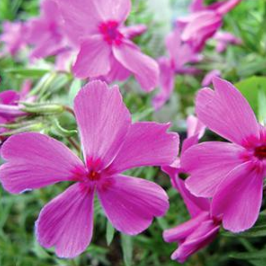 Phlox subulata 'Red Wings'