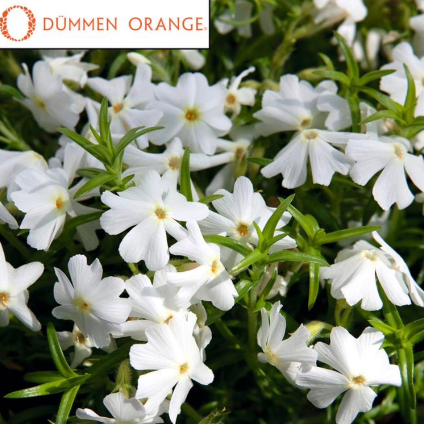 Phlox subulata 'Spring White'
