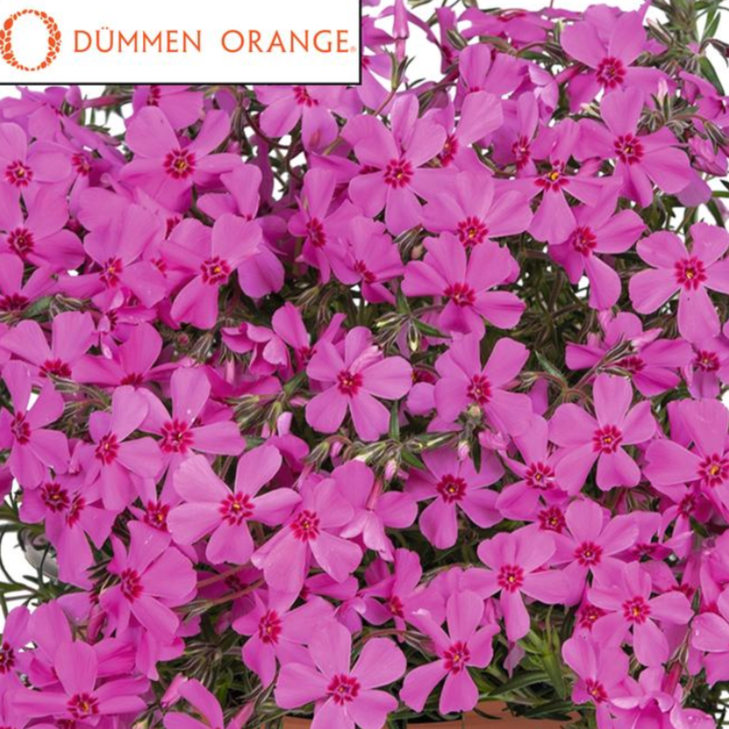 Phlox subulata 'Spring Pink'