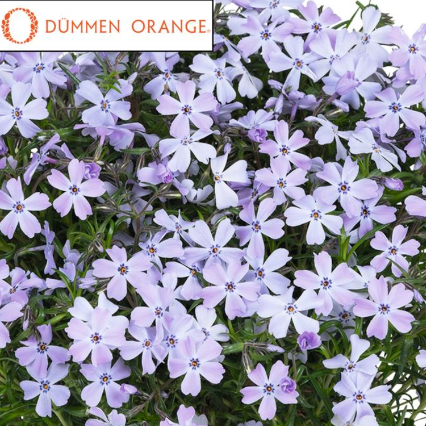 Phlox subulata 'Spring Blue'