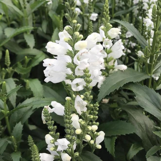 Physostegia virginiana 'Crystal Peak White'