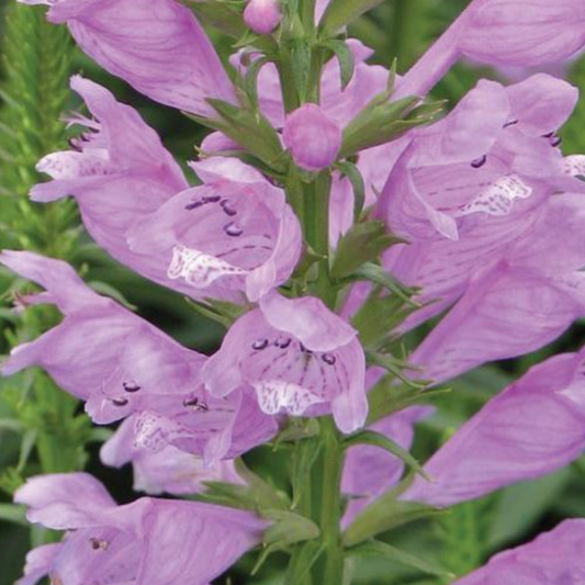 Physostegia virginiana 'Rosea'