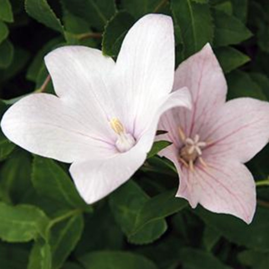 Platycodon grandiflorus 'Florist Pink'