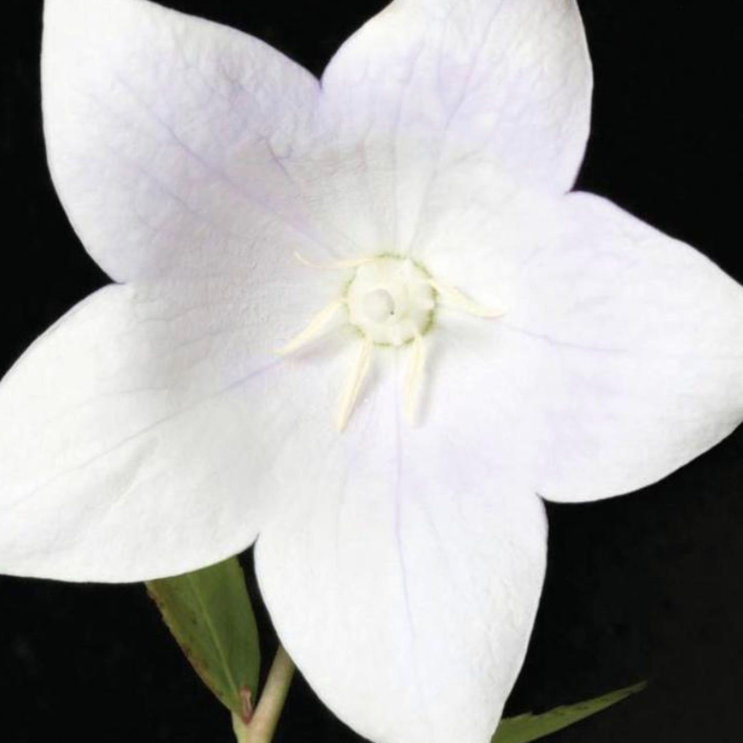 Platycodon grandiflorus 'Florist White'