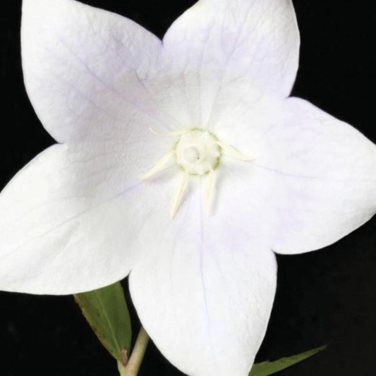 Platycodon grandiflorus 'Florist White'