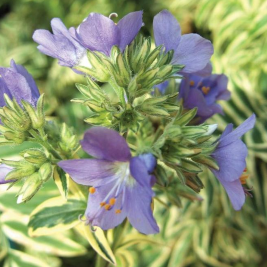 Polemonium caeruleum 'Brise D' Anjou'