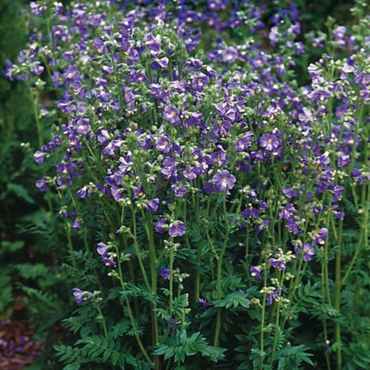 Polemonium boreale 'Heavenly Habit'