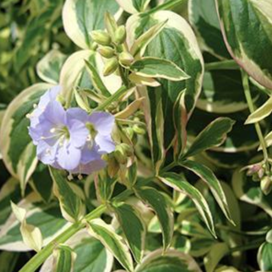 Polemonium reptans 'Stairway to Heaven'