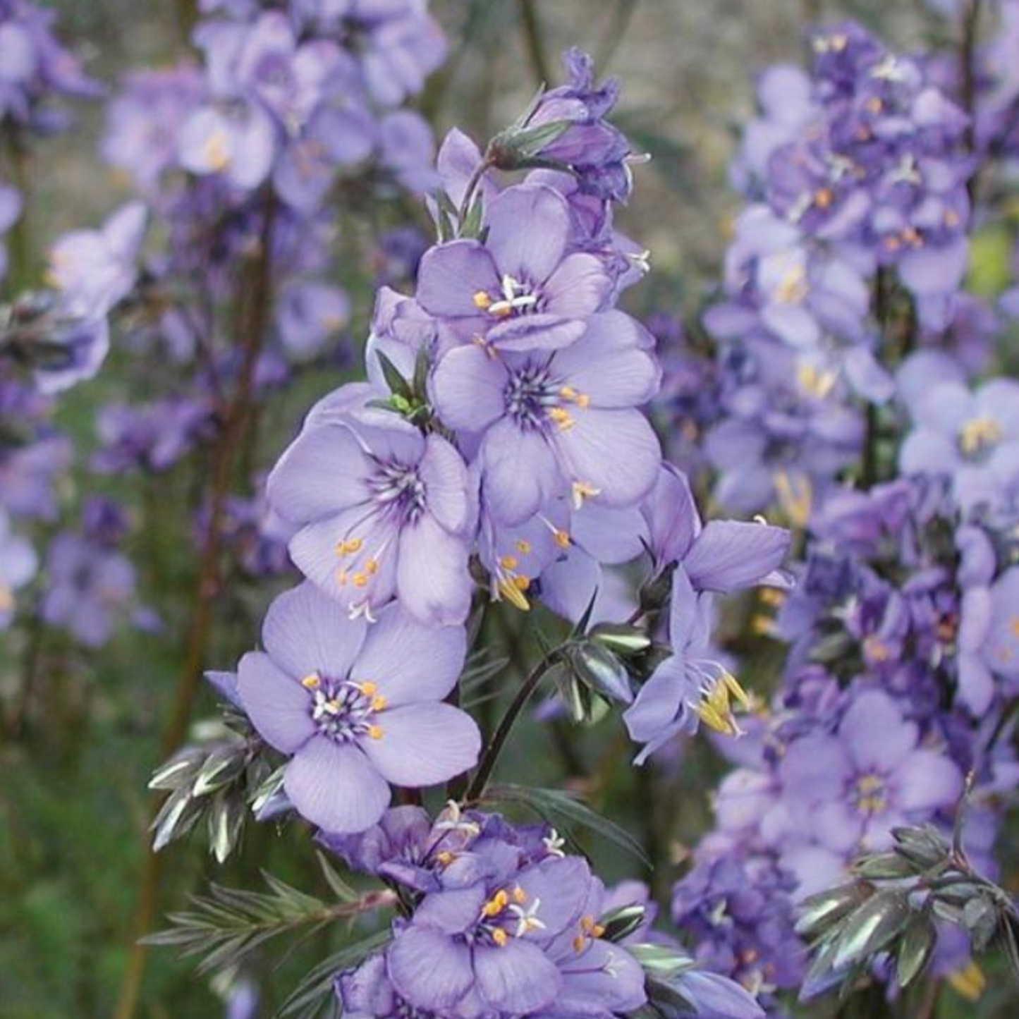 Polemonium yezoense 'Purple Rain Strain'