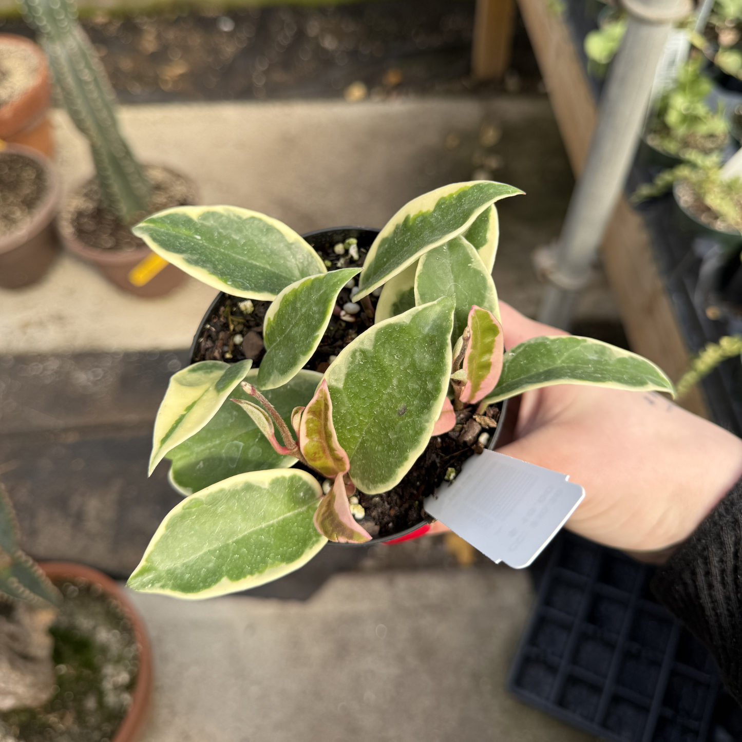 Hoya carnosa 'Krimson Queen'