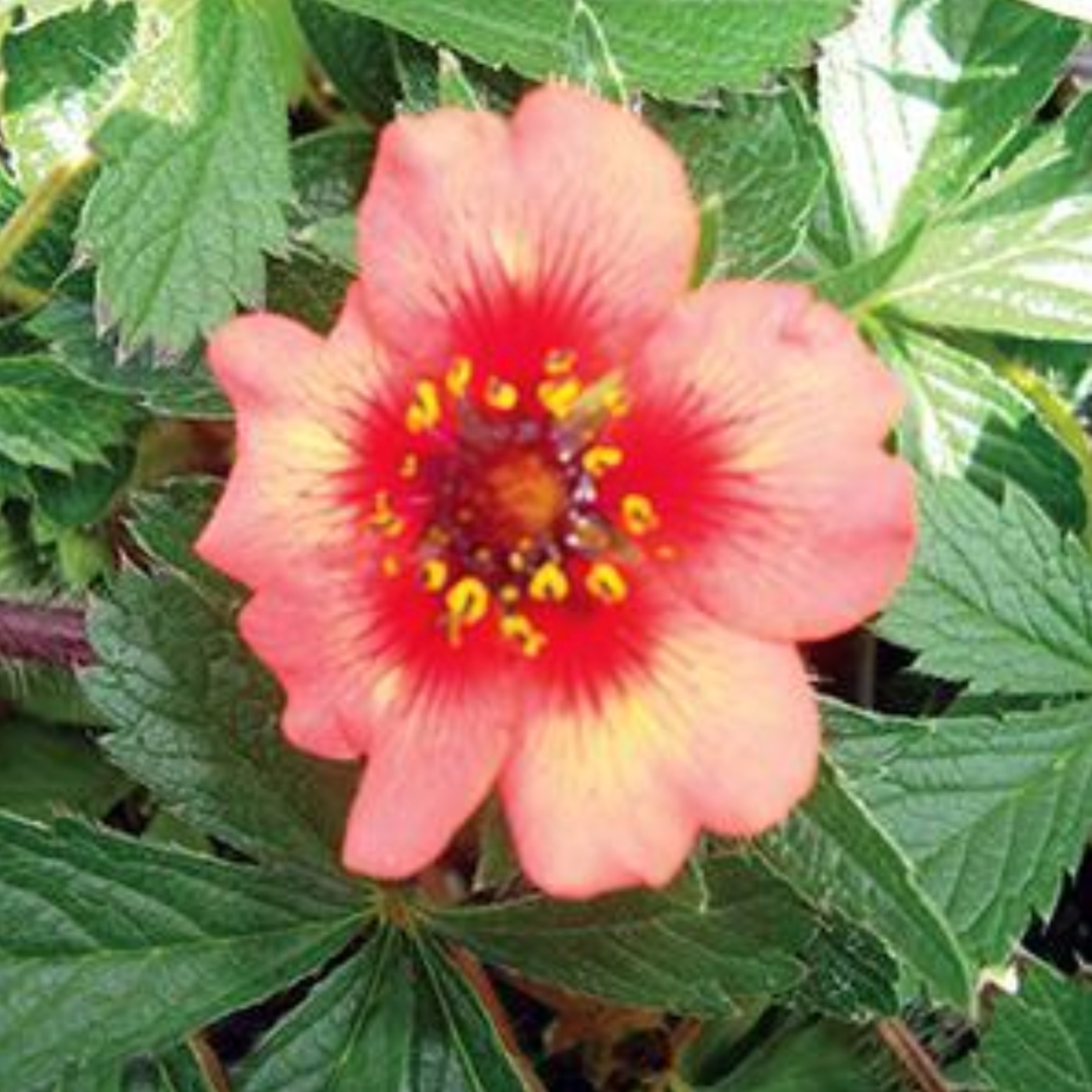 Potentilla nepalensis 'Miss Willmott'