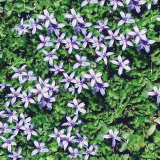 Pratia pedunculata 'County Park'
