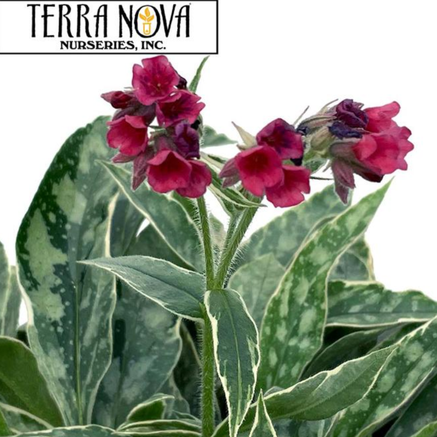 Pulmonaria 'Raspberry Frost'