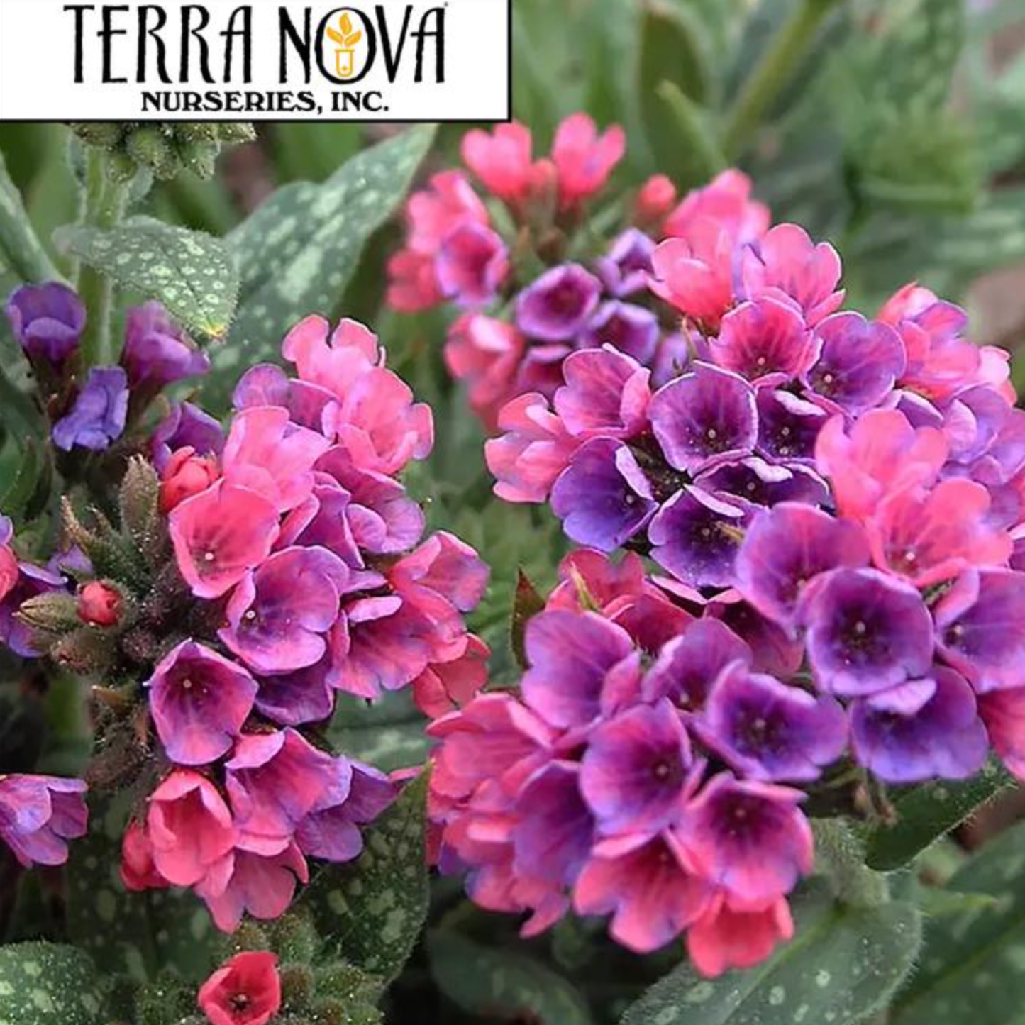 Pulmonaria 'Raspberry Splash'
