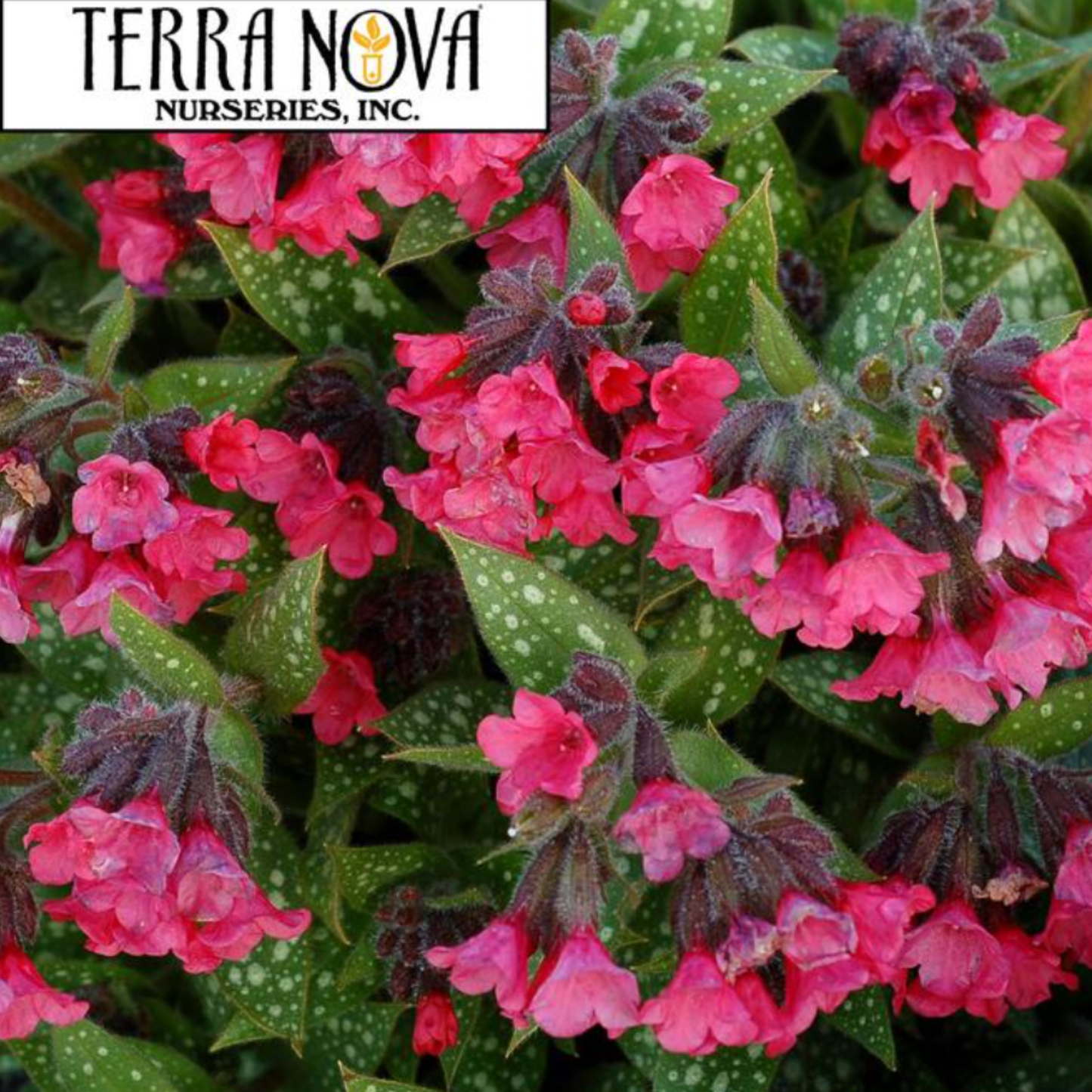 Pulmonaria 'Shrimps on the Barbie'