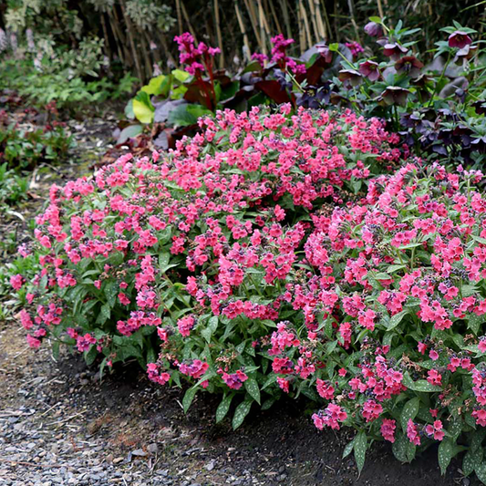 Pulmonaria 'Shrimps on the Barbie'