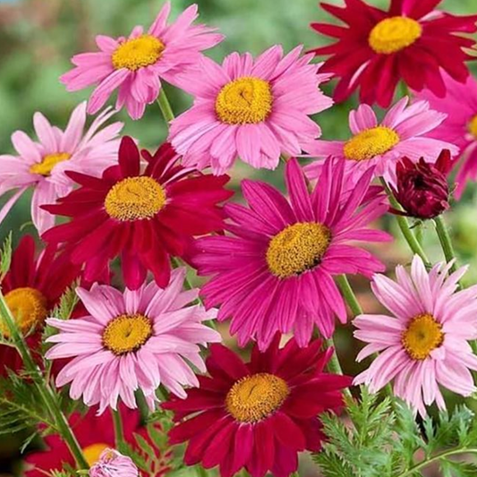 Pyrethrum tanacetum  coccineum 'Super Duplex'