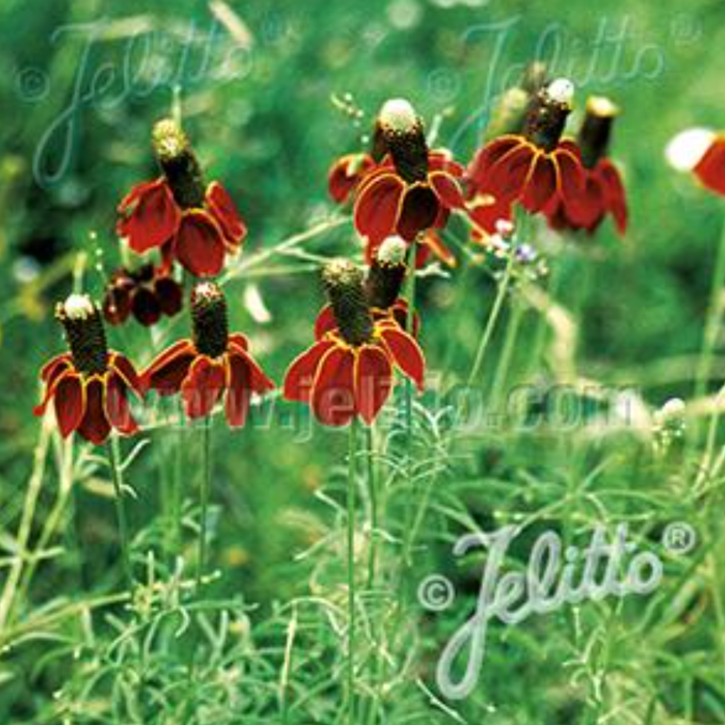 Ratibida columnifera pulcherrim 'Red'