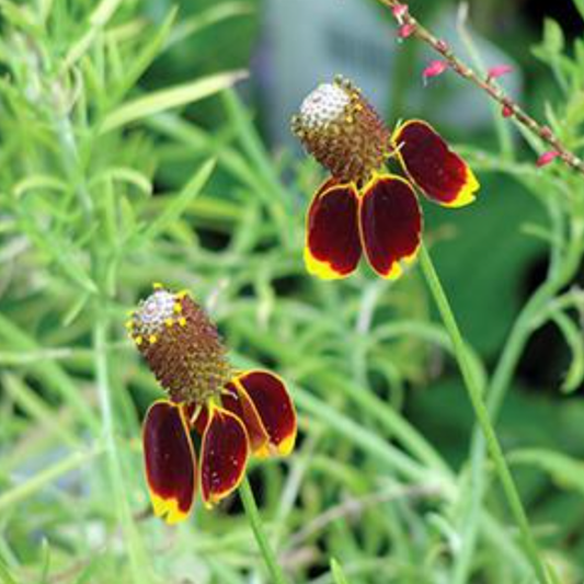 Ratibida columnifera pulcherrim 'Red'