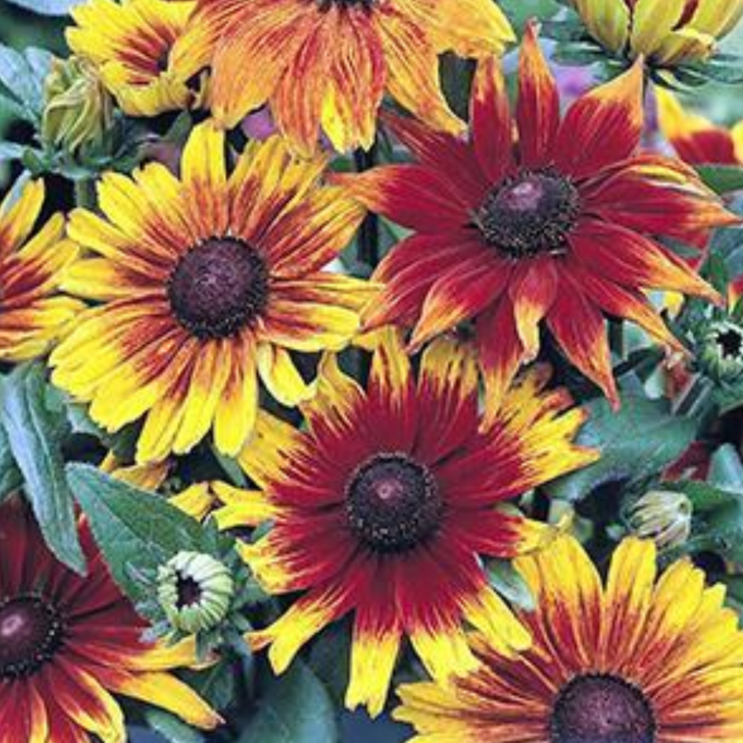 Rudbeckia hirta 'Autumn Colors'