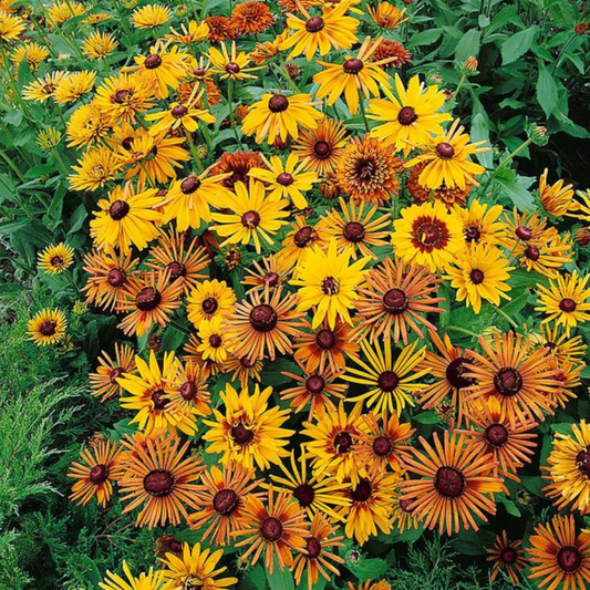 Rudbeckia hirta 'Chim Chiminee'