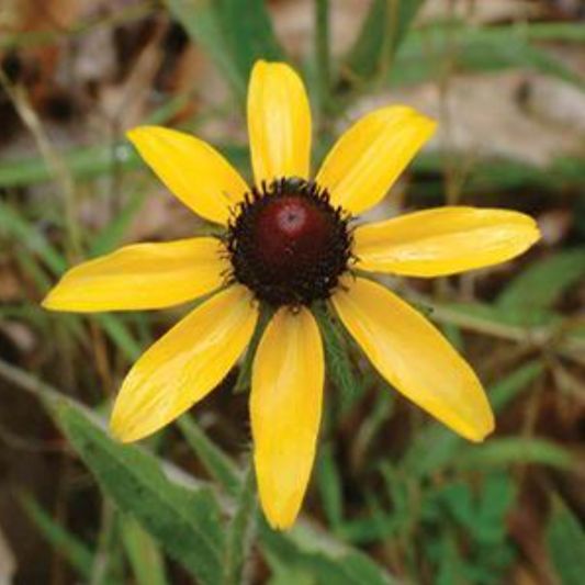 Rudbeckia hirta