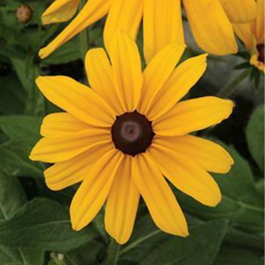 Rudbeckia hirta 'Indian Summer'
