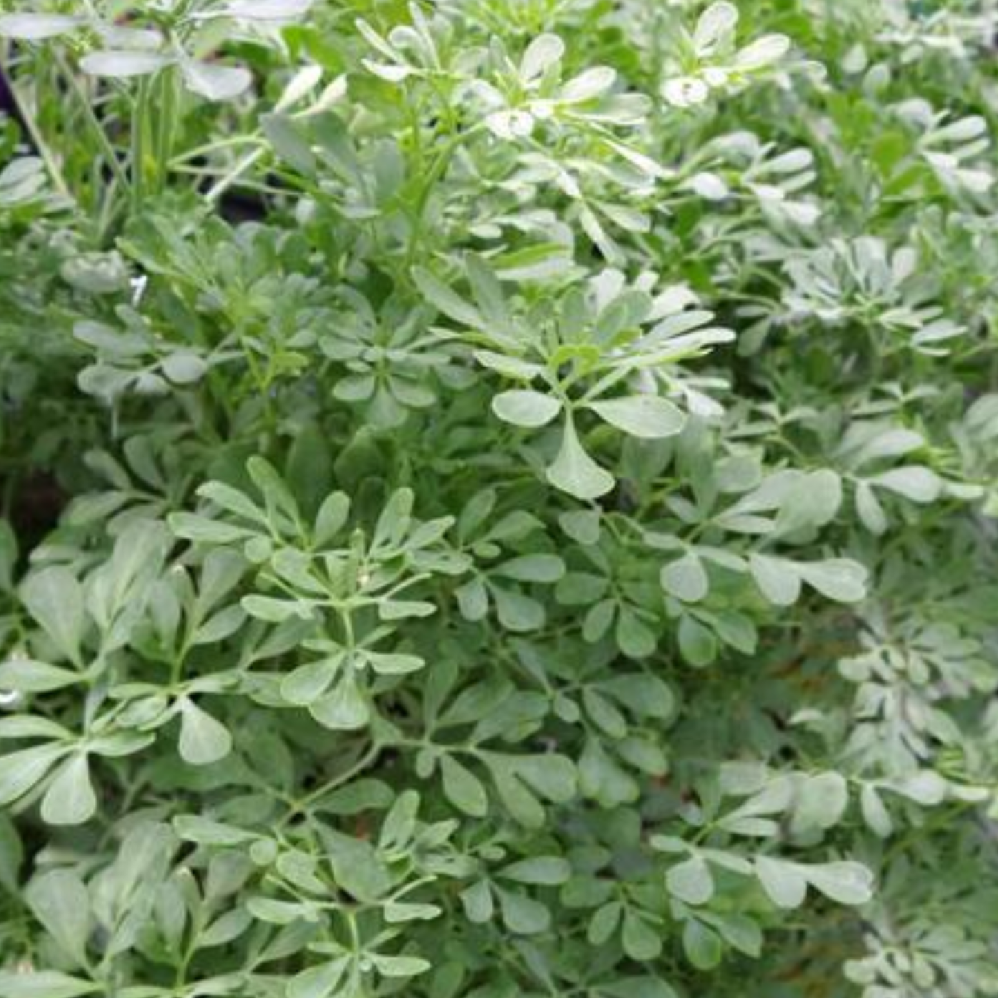Ruta graveolens 'Blue Mound'