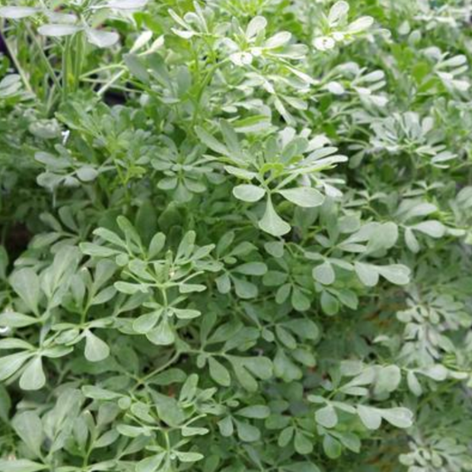 Ruta graveolens 'Blue Mound'