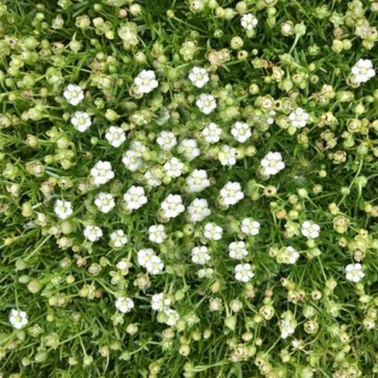 Sagina subulata 'Pearlwort'