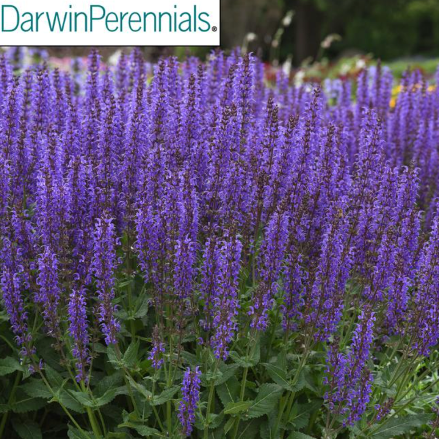 Salvia nemorosa 'Blue By You'