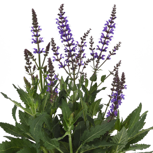 Salvia nemorosa 'Blue By You'