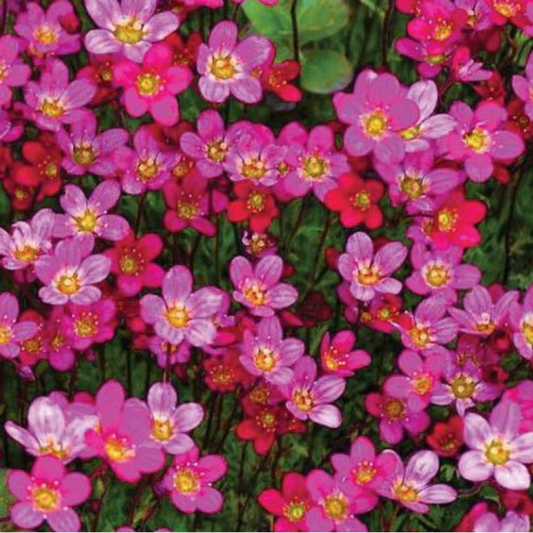 Saxifraga arendsii 'Purple Robe'