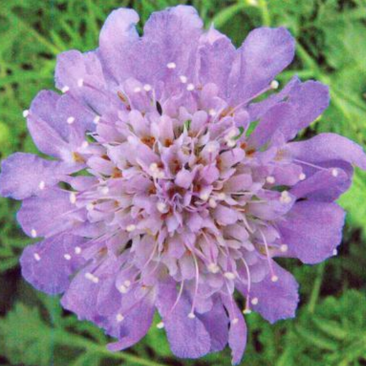Scabiosa columbaria 'Butterfly Blue'