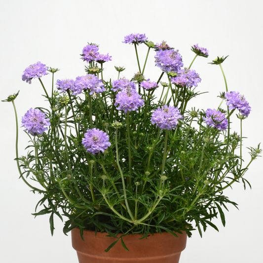 Scabiosa columbaria 'Flutter Deep Blue'