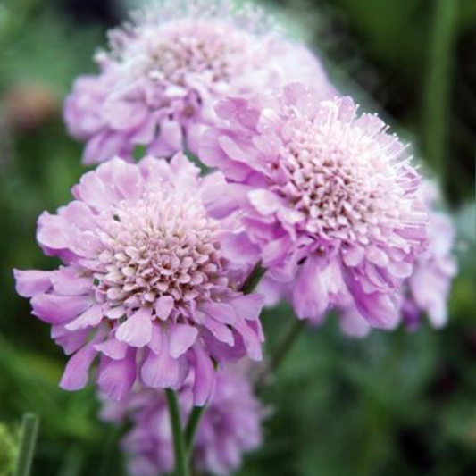 Scabiosa columbaria 'Pink Mist'