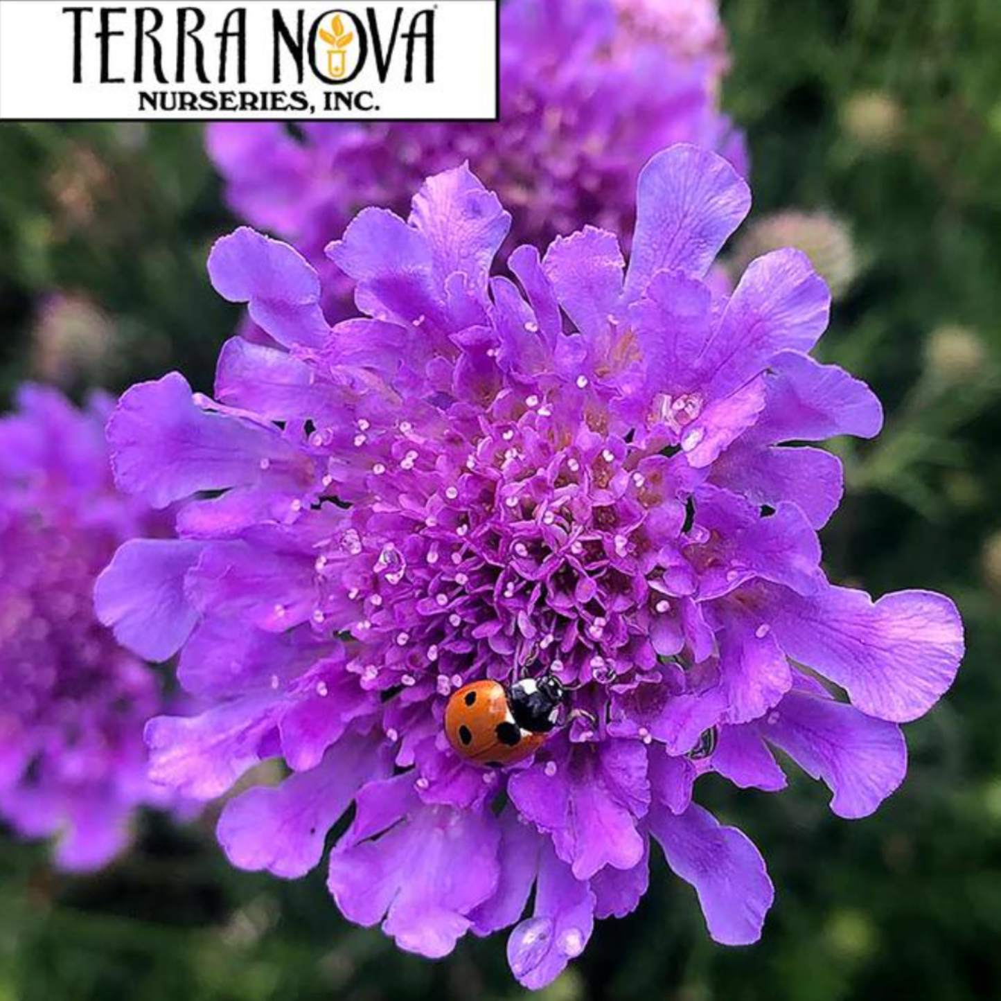 Scabiosa caucasica 'Vivid Violet'