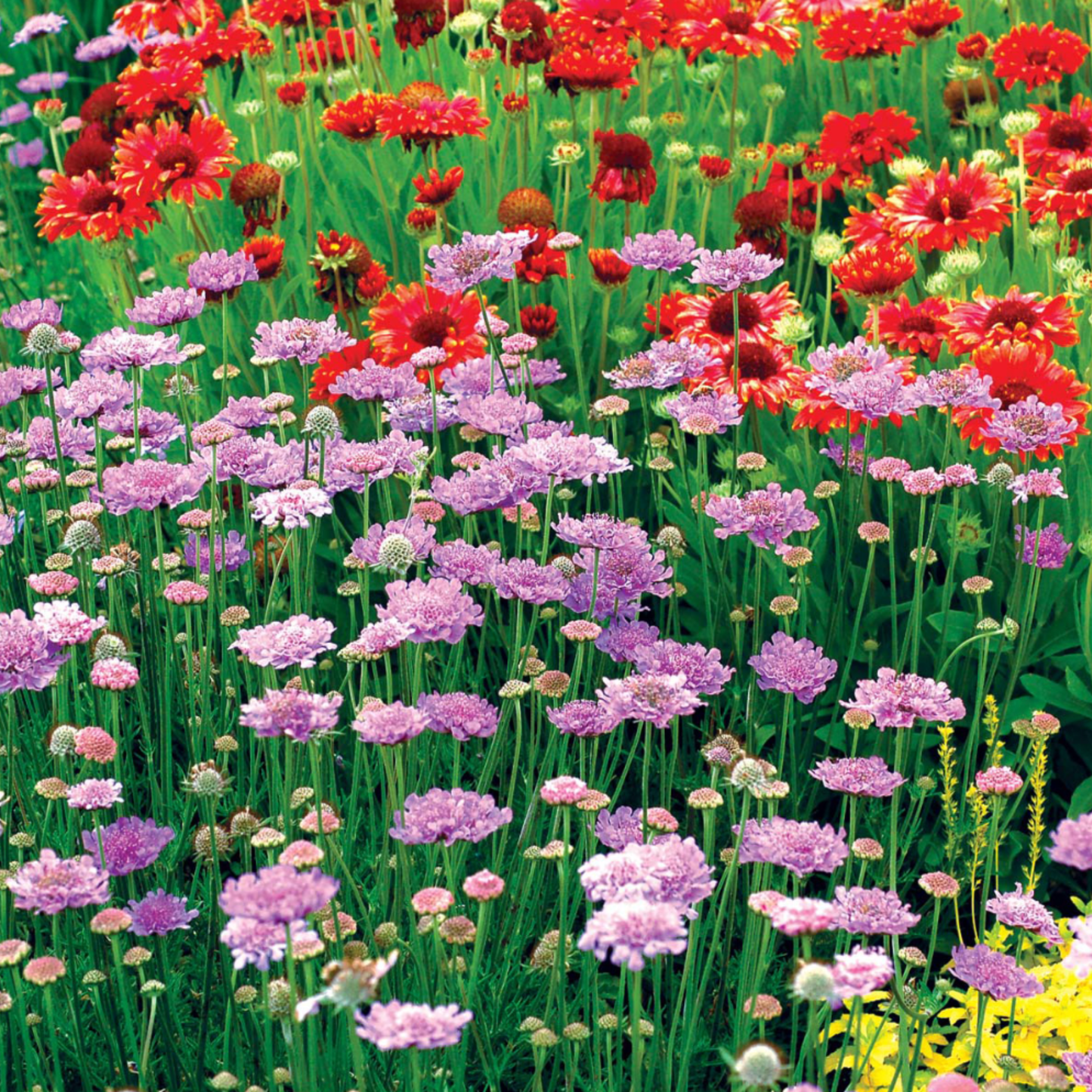 Scabiosa caucasica 'Vivid Violet'