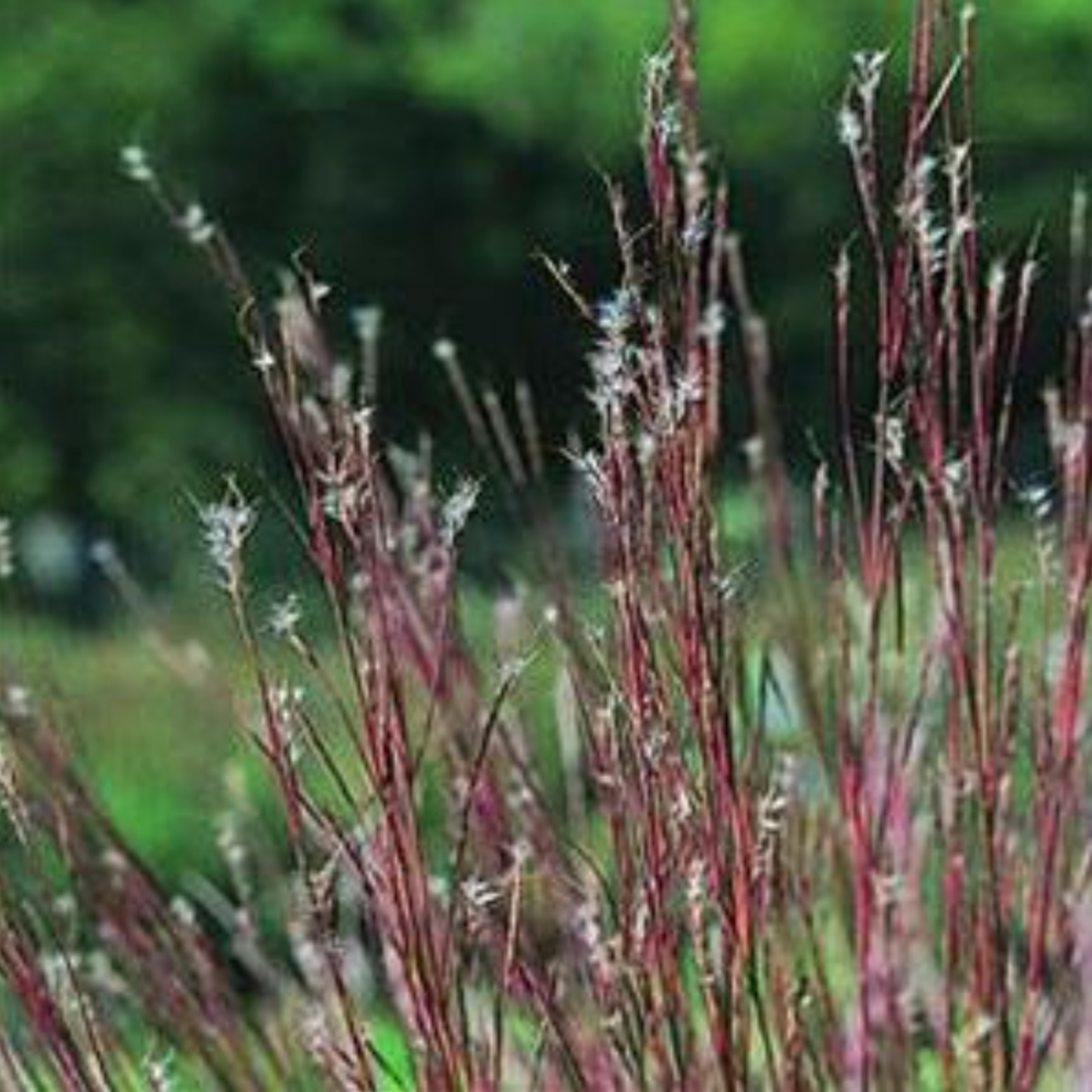 Prairie 'Little Bluestem' Grass