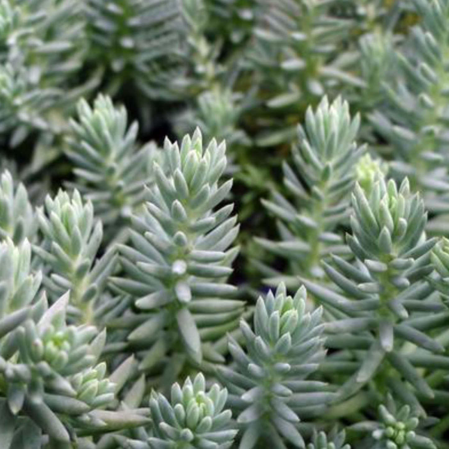 Sedum reflexum 'Blue Spruce'