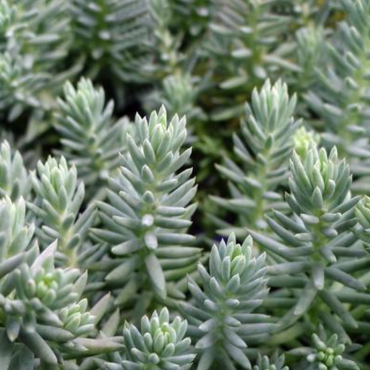 Sedum reflexum 'Blue Spruce'