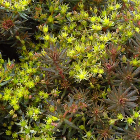 Sedum hakonense 'Chocolate Ball'